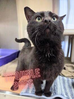 Domestic Short Hair Cats Available for Adoption in Nevada, Iowa - Trouble Puff | PetCurious