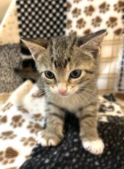 Maki -  Tabby Cat Available for Adoption in Fort Myers, Florida - Maki | PetCurious