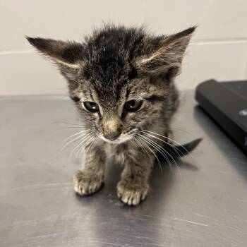 June -  Domestic Medium Hair Cat for Adoption in Bristol, Indiana - June | PetCurious