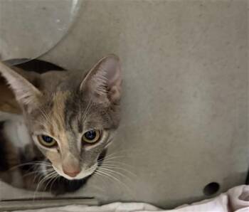 Domestic Short Hair Cats Available for Adoption in San Bernardino, California - SWEET N SOUR | PetCurious