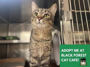 THING 1 -  Domestic Short Hair Cat for Adoption in Fort Wayne, Indiana - THING 1 | PetCurious