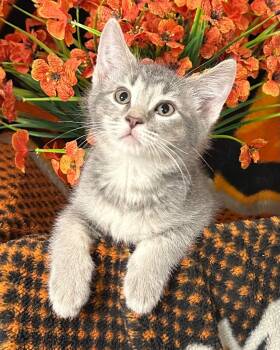 3/20/26 Pheonix -  Domestic Short Hair Cat Available for Adoption in Stillwater, Oklahoma - 3/20/26 Pheonix | PetCurious