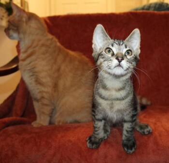 Sebastian 8 -  Domestic Short Hair Cat for Adoption in Austin, Texas - Sebastian 8 | PetCurious