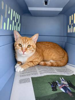 Pumpkin N -  Domestic Short Hair Cat for Adoption in Fresno, California - Pumpkin N | PetCurious