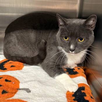Todd -  Domestic Short Hair Cat for Adoption in Spokane, Washington - Todd | PetCurious