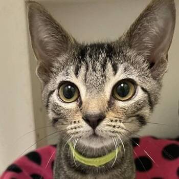 Sphinx -  Domestic Short Hair Cat for Adoption in San Antonio, Texas - Sphinx | PetCurious