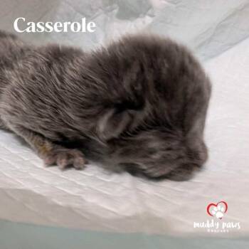 Rescue Domestic Short Hair Cats for Adoption in Council Bluffs, Iowa - Thanksgiving Dinner: Casserole | PetCurious