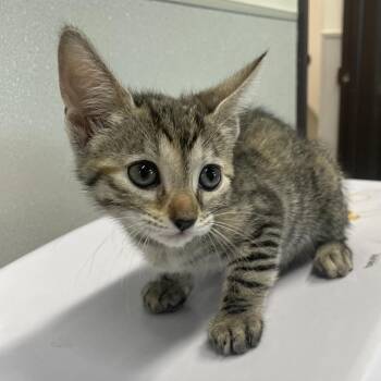 Eve -  Domestic Short Hair Cat for Adoption in Tampa, Florida - Eve | PetCurious