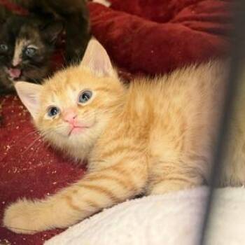 Audra -  Domestic Short Hair Cat for Adoption in Cumming, Georgia - Audra | PetCurious