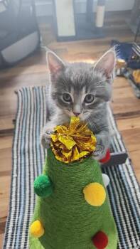 Gardenia -  Domestic Short Hair and Tabby Cat for Adoption in Westfield, Wisconsin - Gardenia | PetCurious