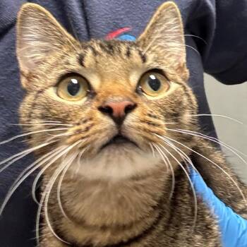 Murphy -  Domestic Short Hair Cat for Adoption in Allentown, Pennsylvania - Murphy | PetCurious