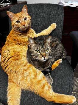 Domestic Short Hair Cats Available for Adoption in Denver, Colorado - Dude And Tigger | PetCurious