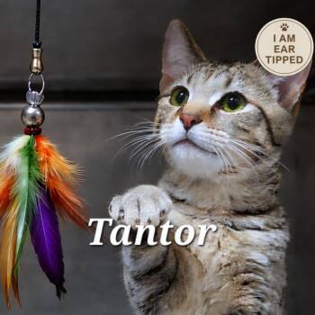 Domestic Short Hair Cats Available for Adoption - Tantor | PetCurious
