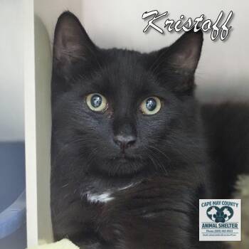 Kristoff -  Domestic Short Hair Cat for Adoption in Middle Township, New Jersey - Kristoff | PetCurious