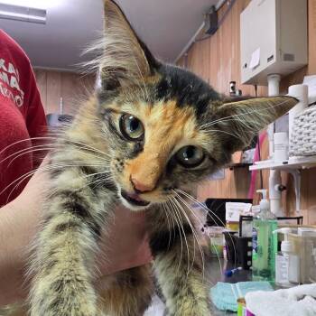 Inferno -  Domestic Short Hair Cat for Adoption in Leander, Texas - Inferno | PetCurious