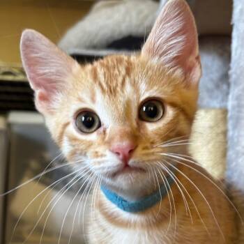 Lionel -  Domestic Short Hair Cat for Adoption in Tustin, California - Lionel | PetCurious
