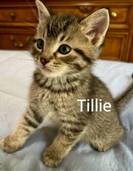 Tillie -  Domestic Short Hair Cat for Adoption in Owasso, Oklahoma - Tillie | PetCurious