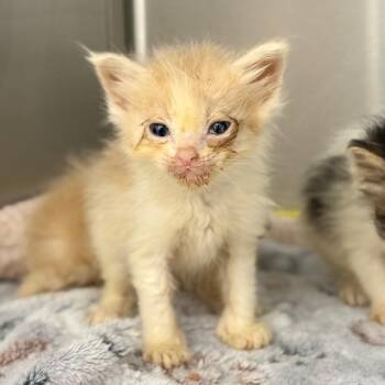 Eumaeus -  Domestic Long Hair Cat for Adoption in Spring Hill, Kansas - Eumaeus | PetCurious
