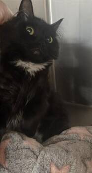 NOIR -  Domestic Medium Hair Cat for Adoption in Casper, Wyoming - NOIR | PetCurious