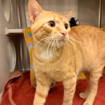 Timmy Boy -  Domestic Short Hair Cat for Adoption in Council Bluffs, Iowa - Timmy Boy | PetCurious