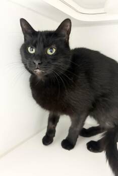 Domestic Short Hair Cats Available for Adoption in Rochester, Indiana - Zoe | PetCurious