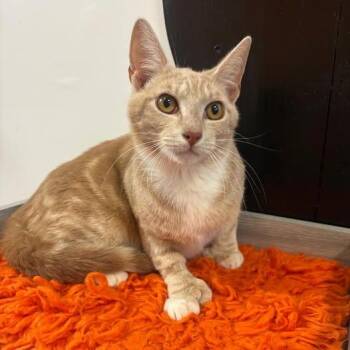 Domestic Short Hair Cats Available for Adoption - Elliot @ Fat Cat Cafe | PetCurious