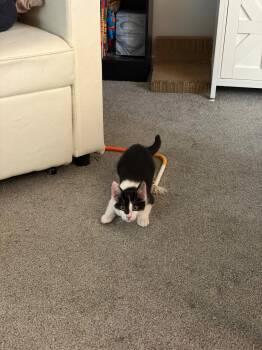 Lil Bits -  Domestic Short Hair Cat for Adoption in Maple Shade, New Jersey - Lil Bits | PetCurious
