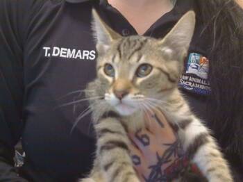 TURNIP -  Domestic Short Hair Cat for Adoption in Sacramento, California - TURNIP | PetCurious