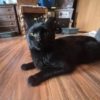 Bitty -  Domestic Short Hair Cat for Adoption in Plainfield, Illinois - Bitty | PetCurious