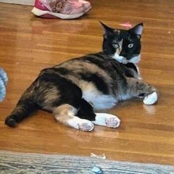 Rescue Domestic Short Hair Cats for Adoption in Springfield, Missouri - Tazzy | PetCurious