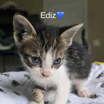 Ediz -  Domestic Short Hair Cat for Adoption in Peachtree City, Georgia - Ediz | PetCurious