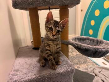 Domestic Short Hair Cats Available for Adoption in Warner Robins, Georgia - Spider | PetCurious