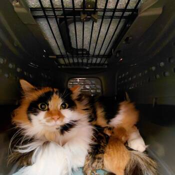 Domestic Short Hair Cats Available for Adoption in Chicago, Illinois - Napkin | PetCurious