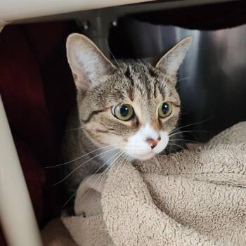 Domestic Short Hair Cats Available for Adoption in Walker, Michigan - Osu | PetCurious