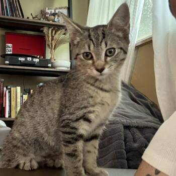 Sauerkraut -  Tabby and Domestic Short Hair Cat for Adoption in Knoxville, Tennessee - Sauerkraut | PetCurious