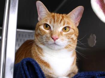 Rescue Domestic Short Hair Cats for Adoption in Tallahassee, Florida - SUNNY | PetCurious