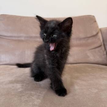 Domestic Medium Hair Cats Available for Adoption in Los Angeles, California - Malbec  | PetCurious