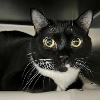 Rescue Domestic Short Hair Cats for Adoption in Myrtle Beach, South Carolina - Susu - Bonded To Ariel | PetCurious