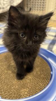 Domestic Medium Hair Cats Available for Adoption in Los Angeles, California - Dolly | PetCurious