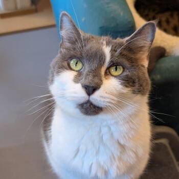 Maria -  Domestic Medium Hair Cat for Adoption in Alexandria, Virginia - Maria | PetCurious