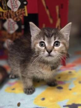 Root Beer -  Domestic Short Hair Cat for Adoption in Westland, Michigan - Root Beer | PetCurious