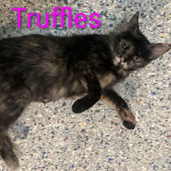 Domestic Short Hair Cats Available for Adoption in Carmel, Indiana - Truffles | PetCurious