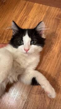 Pippa -  Maine Coon and Domestic Medium Hair Cat for Adoption in Mission Viejo, California - Pippa | PetCurious