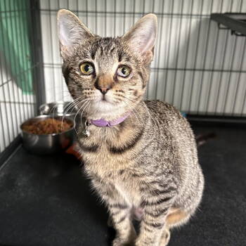 Rescue Domestic Short Hair Cats for Adoption in Dallas, Texas - Georgie | PetCurious