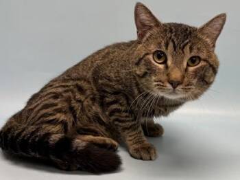 Tractor Beam -  Domestic Short Hair Cat for Adoption in Golden Valley, Minnesota - Tractor Beam | PetCurious