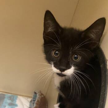 Domestic Short Hair Cats Available for Adoption in Dayton, Ohio - Ollie | PetCurious
