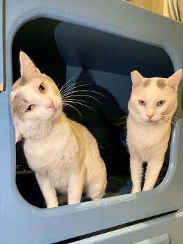 Nimbus (Bonded with Cirrus) -  Domestic Short Hair Cat for Adoption in Oakland, California - Nimbus (Bonded With Cirrus) | PetCurious