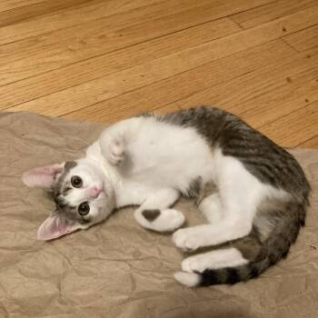 Beeper -  Domestic Short Hair Cat for Adoption in Chicago, Illinois - Beeper | PetCurious