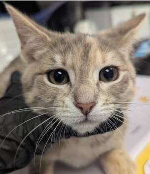 NEBULA - ADOPTION PENDING -  Domestic Short Hair Cat for Adoption in Ontario, California - NEBULA - ADOPTION PENDING | PetCurious