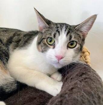 Jax -  Domestic Short Hair and Tabby Cat for Adoption in San Francisco, California - Jax | PetCurious